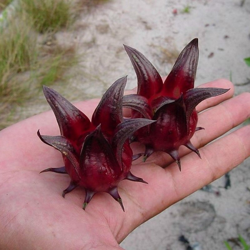 Price: €2.75 - Roselle Seeds - Edible and tasty (Hibiscus sabdariffa) - 