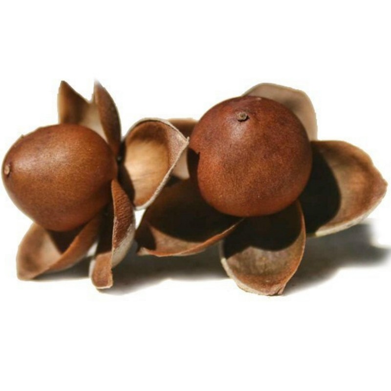 Price: €2.35 - Seme Havajske Ruze (Argyreia nervosa) - 