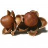 Price: €2.35 - Seme Havajske Ruze (Argyreia nervosa) - 