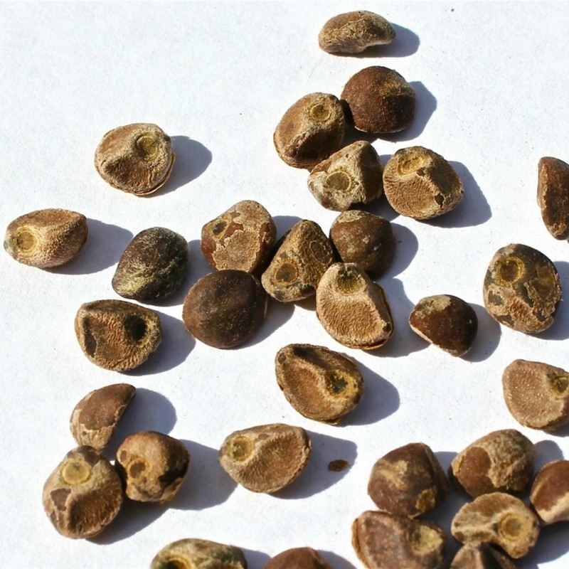 Price: €2.35 - Seme Havajske Ruze (Argyreia nervosa) - 