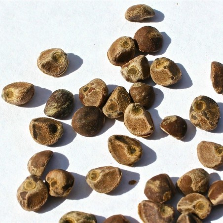Price: €2.35 - Seme Havajske Ruze (Argyreia nervosa) -