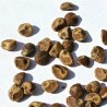 Price: €2.35 - Seme Havajske Ruze (Argyreia nervosa) - 