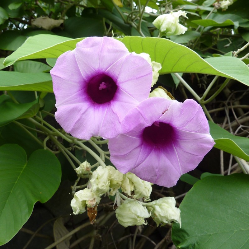 Price: €2.35 - Seme Havajske Ruze (Argyreia nervosa) - 