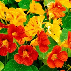 Price: €2 - Indiankrasse Frön - Ätbara (Tropaeolum majus) - 