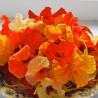 Große Kapuzinerkresse Samen Essbar (Tropaeolum majus)
