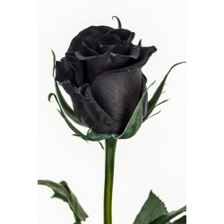 Sementes de Rosa Negra Raro 2.5 - 2