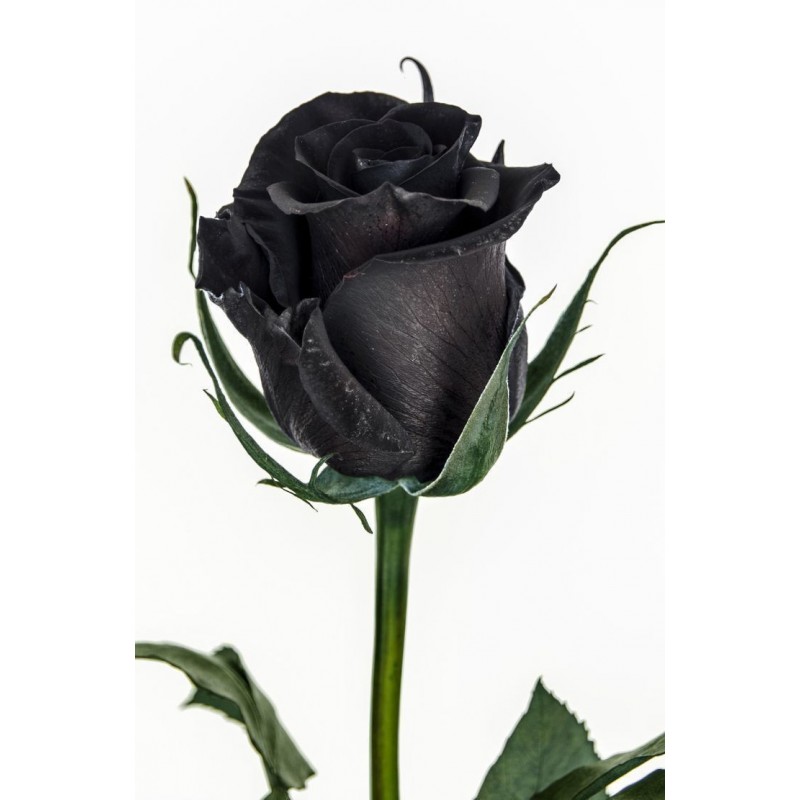 Price: €2.5 - Black Rose Seeds Rare - 