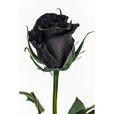 Price: €2.5 - Extra Schwarze Rosen Samen Top ! -