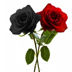 Sementes de Rosa Negra Raro 2.5 - 4