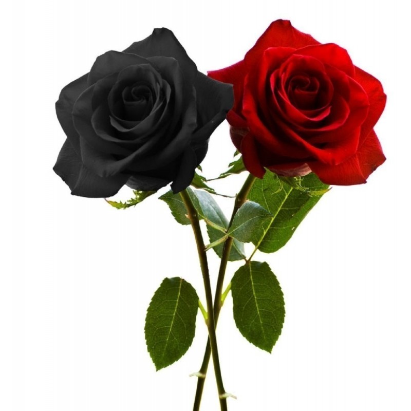 Price: €2.5 - Black Rose Seeds Rare - 