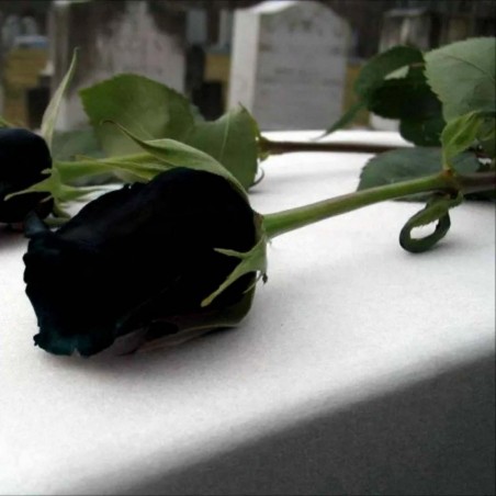 Price: €2.5 - Extra Schwarze Rosen Samen Top ! -
