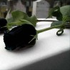 Price: €2.5 - Black Rose Seeds Rare - 