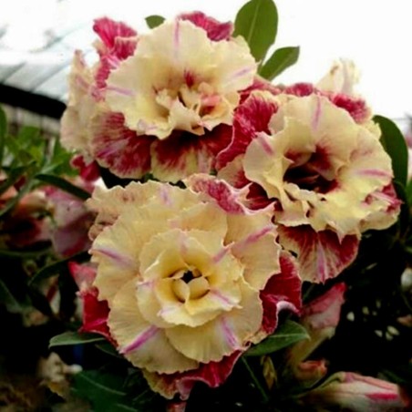 Graines De Rose Du Désert "Lemon pink"
