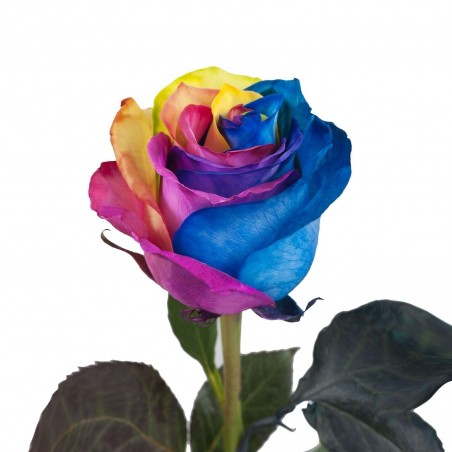 Price: €2.5 - Frön Regnbåge-Rainbow Rose -