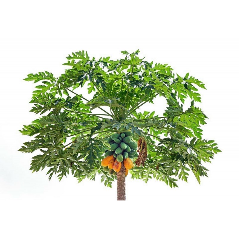 Price: €2.25 - Papaya - Papaja Frön (Carica papaya) - 