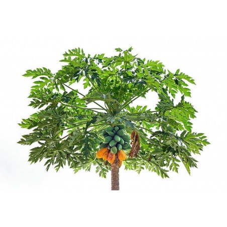 Price: €2.25 - Semillas de Papayero (Carica Papaya) -