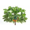 Price: €2.25 - Papaya - Papaja Frön (Carica papaya) - 