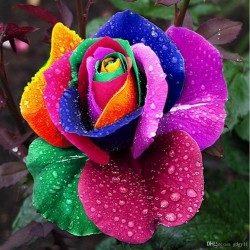 Semillas Color De Rosa Del Arco Iris Rainbow 2.5 - 4