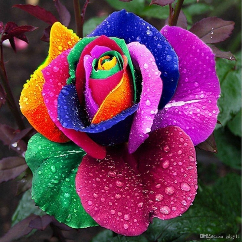 Semi di Rose Arcobaleno - Rainbow 2.5 - 4