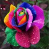Price: €2.5 - Graines de Rose d'arc-en-ciel - 