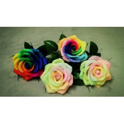 Semillas Color De Rosa Del Arco Iris Rainbow 2.5 - 3