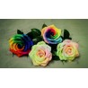 Price: €2.5 - Frön Regnbåge-Rainbow Rose - 