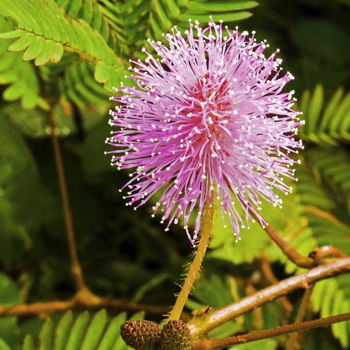 Sensitive Plant Seeds (touch-me-not) - 234.57915