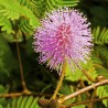 Price: €1.35 - Mimose Samen - Schamhafte Sinnpflanze (Mimosa pudica) - 