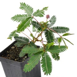 Sensitive Plant Seeds (touch-me-not) 1.35 - 1