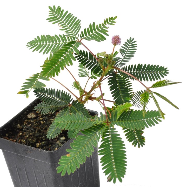 Sensitive Plant Seeds (touch-me-not) - 234.57915