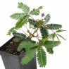 Price: €1.35 - Graines de Mimosa pudique ou Sensitive - 