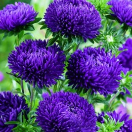 Aster cinese blu 228.714671