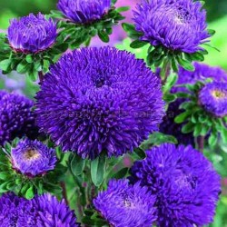 Chinese Aster Blue 1.95 - 3