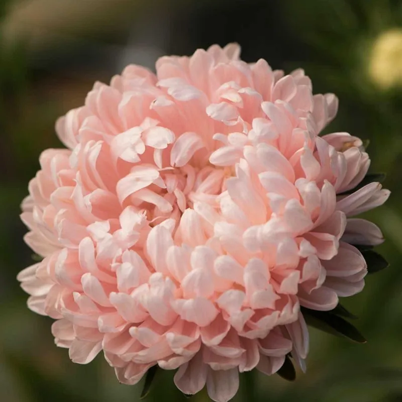 Semillas de Reina margarita rosa