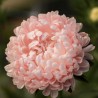 Semi di Astro cinese rosa, Astro della Cina | 1,95 €