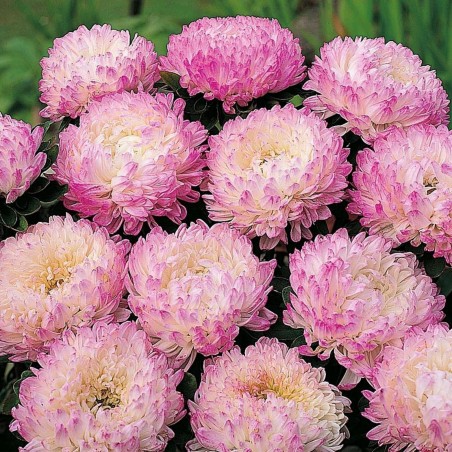 Semi di Astro cinese rosa, Astro della Cina | 1,95 €