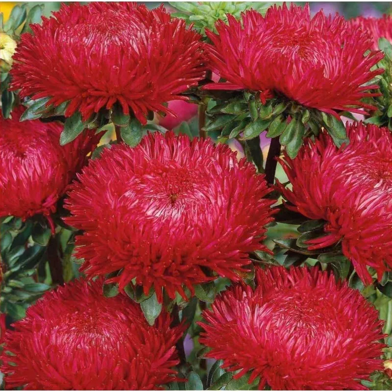 Sementes de Áster vermelho