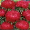 Sementes de Áster vermelho