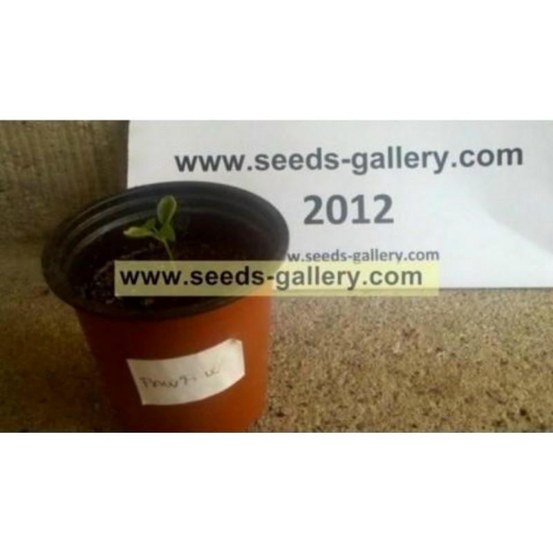 Price: €2.25 - Papaya - Papaja Frön (Carica papaya) - 