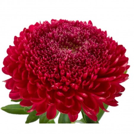 Price: €1.95 - Aster - Matsumoto röd frön -