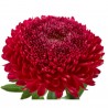 Price: €1.95 - Aster - Matsumoto röd frön - 