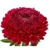 Sementes de Áster vermelho