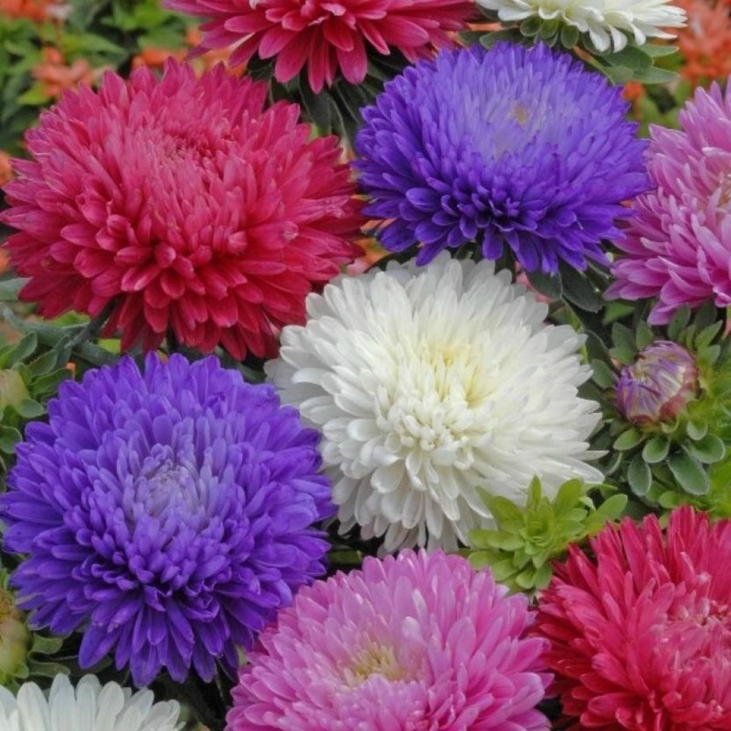 Price: €1.95 - Aster - Matsumoto röd frön - 
