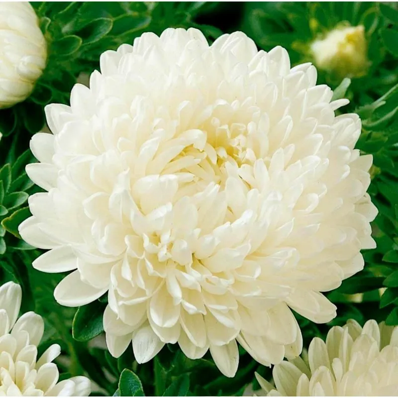Chinese Aster White