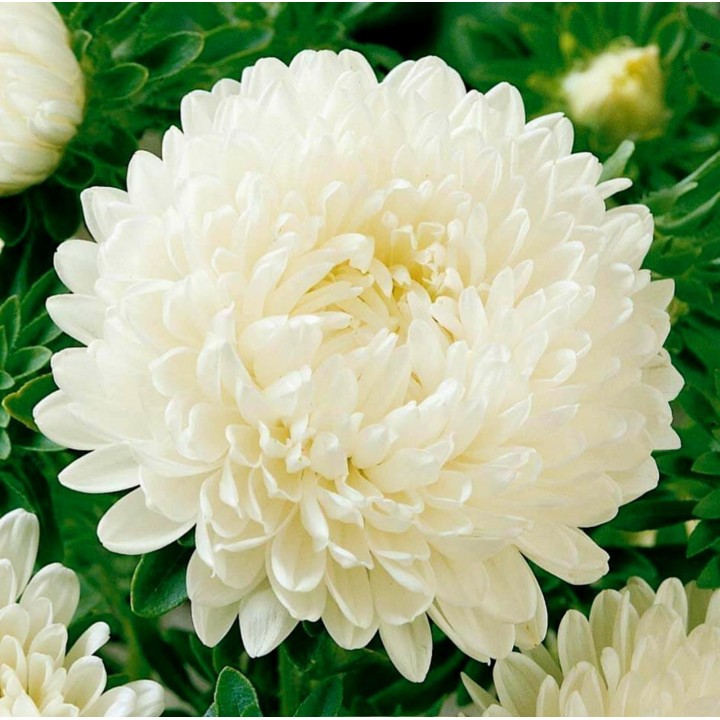 Aster chiński biały 228.714671