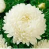 Chinese Aster White