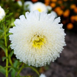 Price: €1.95 - Sementes de Áster branco - 