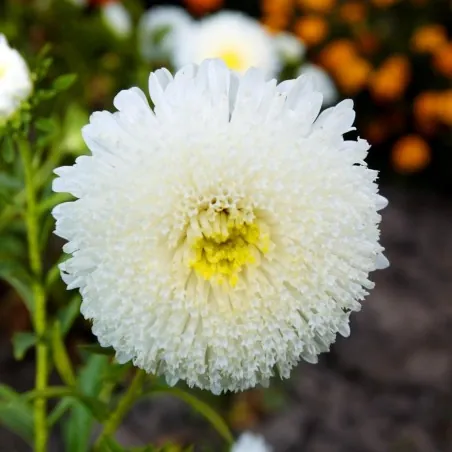 Chinese Aster White