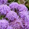 Flossflower Seeds (Ageratum mexicanum)