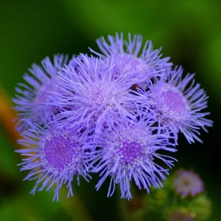 Flossflower Seeds (Ageratum mexicanum)